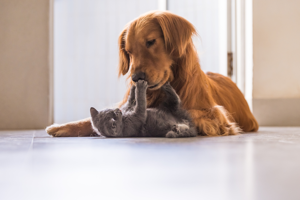 dog playing with cat shutterstock