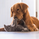 dog playing with cat shutterstock1