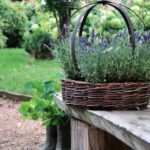 basket of lavendar